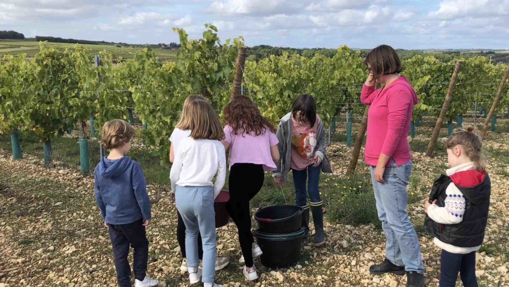 Vendanges manuelles en charente avec des enfants