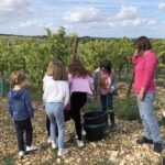 Vendanges manuelles en charente avec des enfants