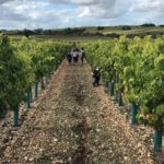 Rangée de vignes charentaises avec des enfants à saint saturnin