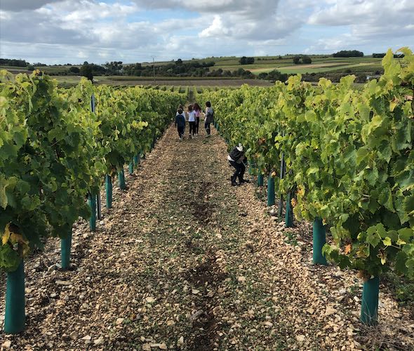 Rangée de vignes charentaises avec des enfants à saint saturnin