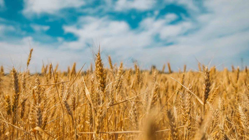 Céréales charentaises en agriculture raisonnée par les filles de beauregard