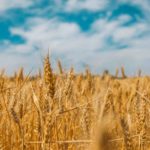 Céréales charentaises en agriculture raisonnée par les filles de beauregard